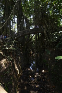 Endonezya 'nın Ubud şehrinde gündüz vakti Maymun Ormanı 