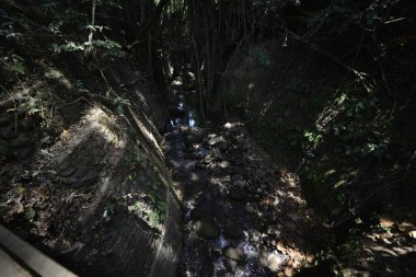 Endonezya 'nın Ubud şehrinde gündüz vakti Maymun Ormanı 