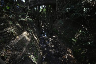 Endonezya 'nın Ubud şehrinde gündüz vakti Maymun Ormanı 