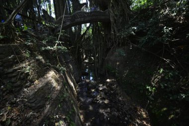 Endonezya 'nın Ubud şehrinde gündüz vakti Maymun Ormanı 