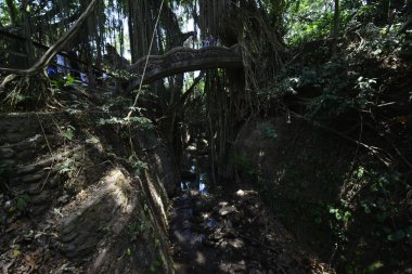 Endonezya 'nın Ubud şehrinde gündüz vakti Maymun Ormanı 