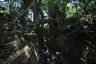 Endonezya 'nın Ubud şehrinde gündüz vakti Maymun Ormanı 