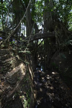 Endonezya 'nın Ubud şehrinde gündüz vakti Maymun Ormanı 