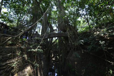 Endonezya 'nın Ubud şehrinde gündüz vakti Maymun Ormanı 
