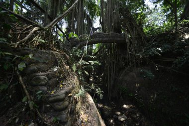 Endonezya 'nın Ubud şehrinde gündüz vakti Maymun Ormanı 
