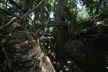 Endonezya 'nın Ubud şehrinde gündüz vakti Maymun Ormanı 