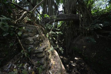 Endonezya 'nın Ubud şehrinde gündüz vakti Maymun Ormanı 