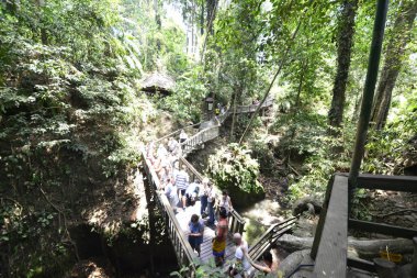 Endonezya 'nın Ubud şehrinde gündüz vakti Maymun Ormanı 