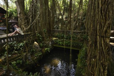 Endonezya 'nın Ubud şehrinde gündüz vakti Maymun Ormanı 