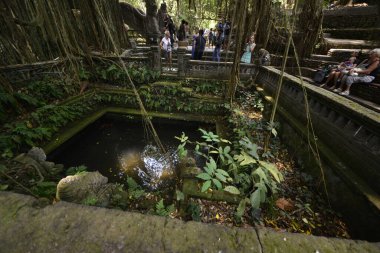 Endonezya 'nın Ubud şehrinde gündüz vakti Maymun Ormanı 