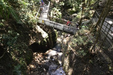 Endonezya 'nın Ubud şehrinde gündüz vakti Maymun Ormanı 