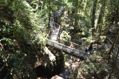 Endonezya 'nın Ubud şehrinde gündüz vakti Maymun Ormanı 