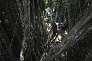 Endonezya 'nın Ubud şehrinde gündüz vakti Maymun Ormanı 