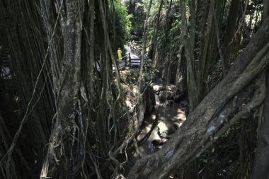Endonezya 'daki Maymun Ormanı Bölgesi 