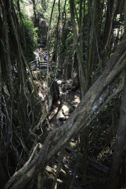 Endonezya 'nın Ubud şehrinde gündüz vakti Maymun Ormanı 