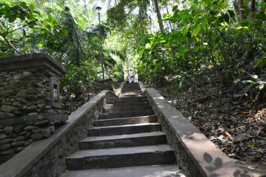 Endonezya 'nın Ubud şehrinde gündüz vakti Maymun Ormanı 