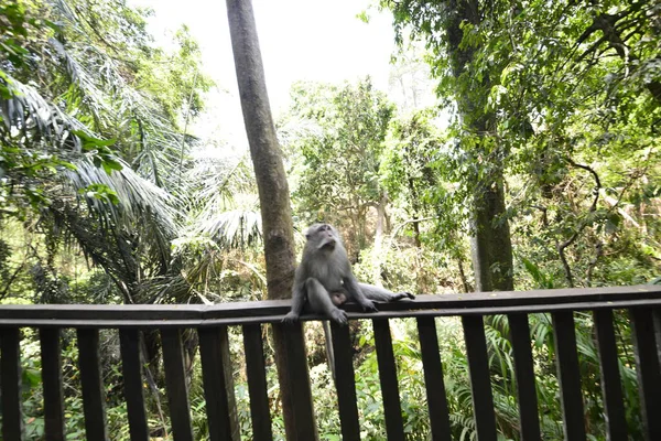 Bosque Monos Durante Día Ubud Indonesia — Foto de Stock