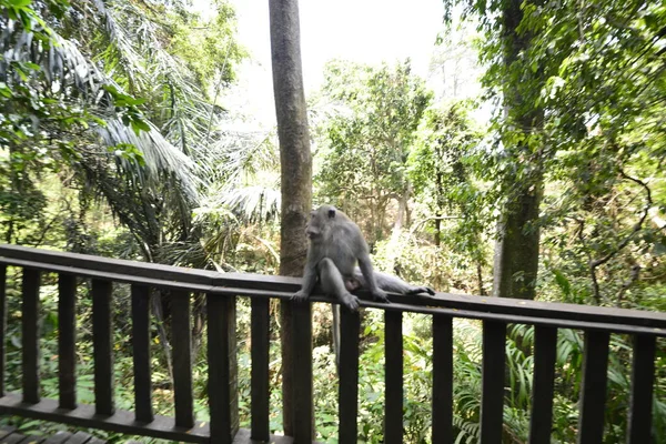 Bosque Monos Durante Día Ubud Indonesia —  Fotos de Stock