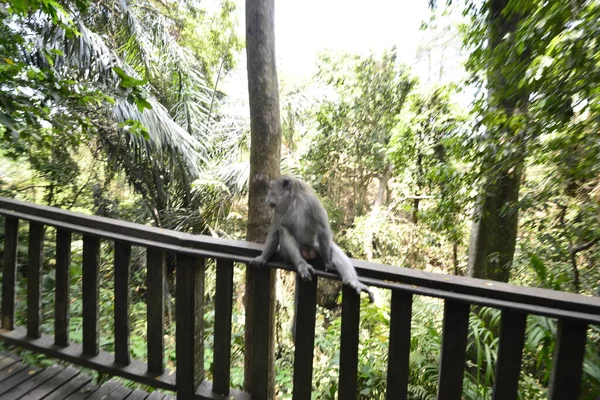 Floresta Macacos Durante Dia Ubud Indonésia — Fotografia de Stock