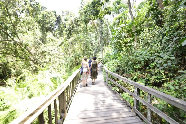 Bosque Monos Durante Día Ubud Indonesia —  Fotos de Stock