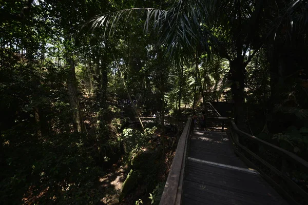 Apenbos Overdag Ubud Indonesië — Stockfoto