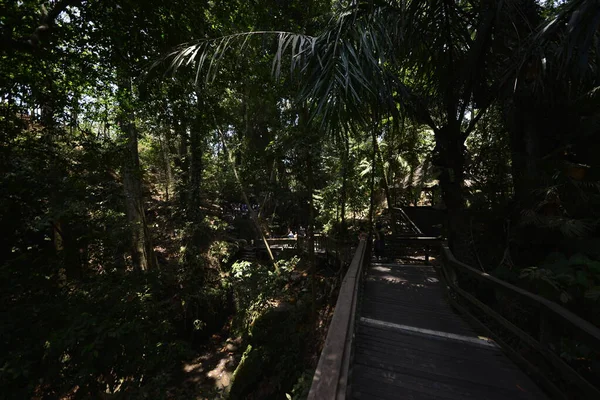 Apenbos Overdag Ubud Indonesië — Stockfoto