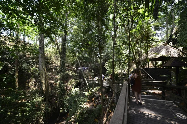 Endonezya Nın Ubud Şehrinde Gündüz Vakti Maymun Ormanı — Stok fotoğraf