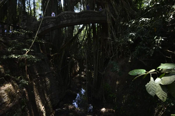 Endonezya 'nın Ubud şehrinde gündüz vakti Maymun Ormanı 