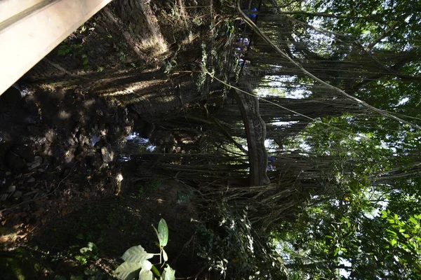 Bosque Monos Durante Día Ubud Indonesia —  Fotos de Stock