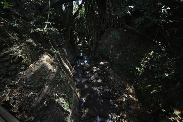 Las Małp Dzień Ubud Indonezja — Zdjęcie stockowe