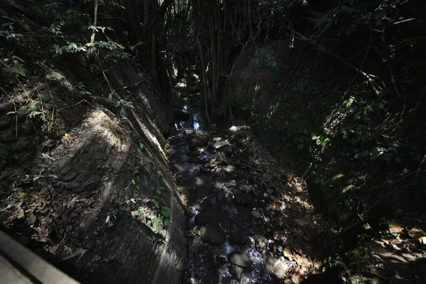 Endonezya 'nın Ubud şehrinde gündüz vakti Maymun Ormanı 