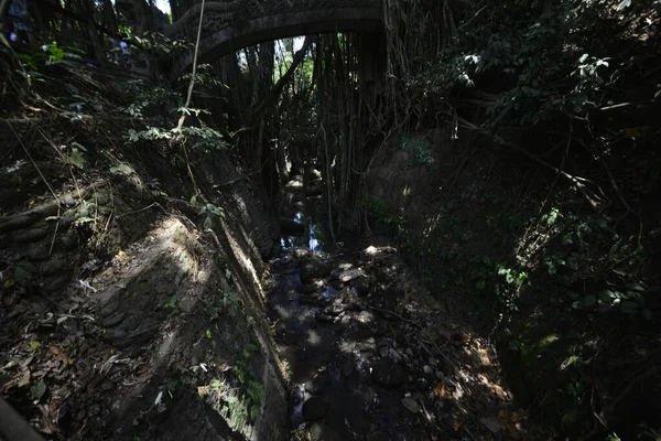 Endonezya 'nın Ubud şehrinde gündüz vakti Maymun Ormanı 