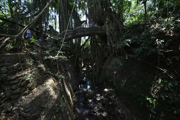 Majomerdő Nappal Ubud Indonézia — Stock Fotó