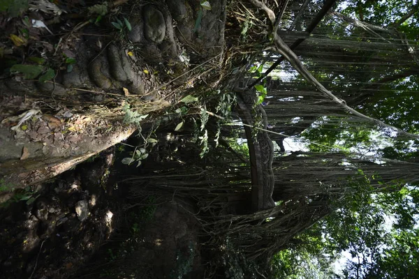 Bosque Monos Durante Día Ubud Indonesia — Foto de Stock