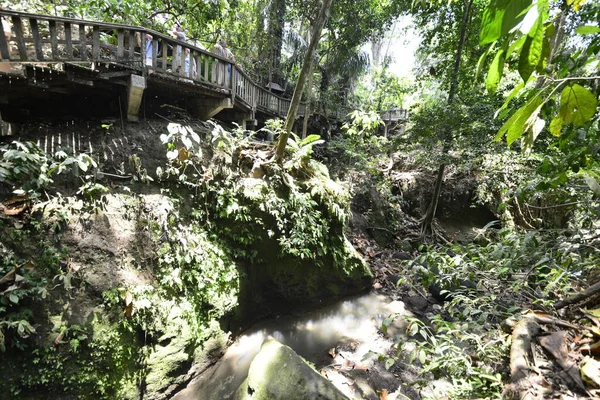 Bosque Monos Durante Día Ubud Indonesia —  Fotos de Stock