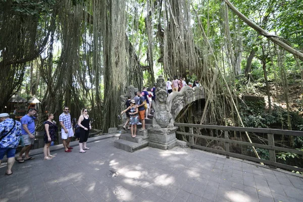 Bosque Monos Durante Día Ubud Indonesia — Foto de Stock