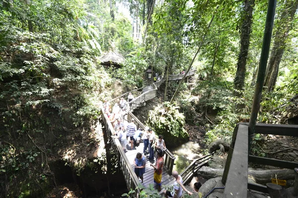 Las Małp Dzień Ubud Indonezja — Zdjęcie stockowe