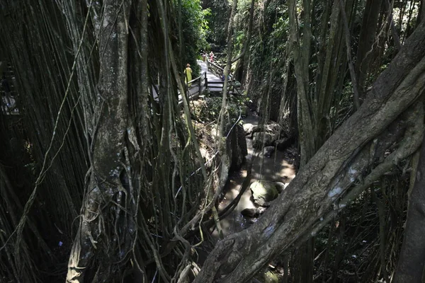 Majomerdő Nappal Ubud Indonézia — Stock Fotó