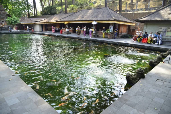 Lagoa Com Peixes Tirta Empul Temple Indonésia — Fotografia de Stock