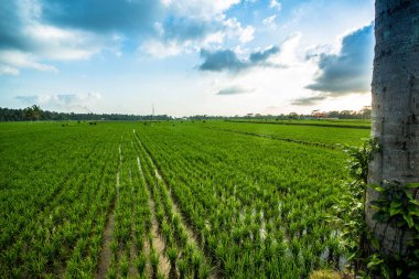 Ulun Danu Beratan Ubud, Endonezya 'da, 