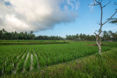 Ulun Danu Beratan Ubud, Endonezya 'da, 