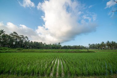 Ulun Danu Beratan Ubud, Endonezya 'da, 