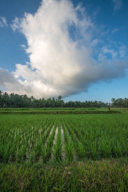 Ulun Danu Beratan Ubud, Endonezya 'da, 