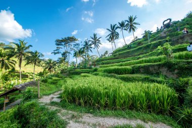 Ubud, Endonezya 'da Tegalalang Rice Terrace  
