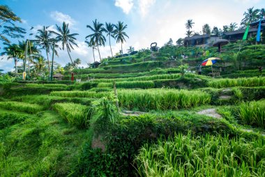 Ubud, Endonezya 'da Tegalalang Rice Terrace  