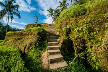 Ubud, Endonezya 'da Tegalalang Rice Terrace  