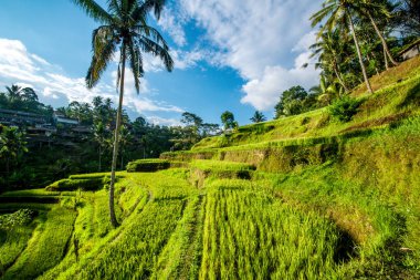 Ubud, Endonezya 'da Tegalalang Rice Terrace  