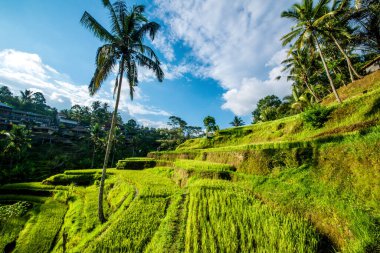 Ubud, Endonezya 'da Tegalalang Rice Terrace  