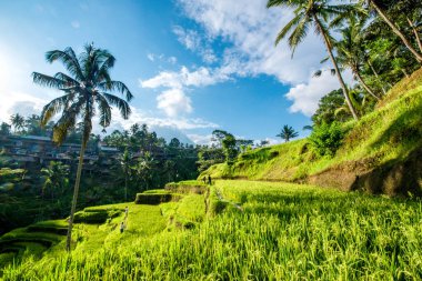 Ubud, Endonezya 'da Tegalalang Rice Terrace  