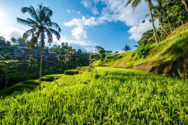 Ubud, Endonezya 'da Tegalalang Rice Terrace  